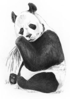 Obrázek z Malování skicovacími tužkami - panda 